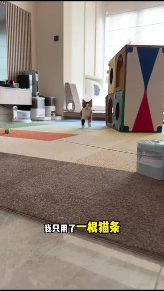超简单❗️一根猫条学会小猫召回术～