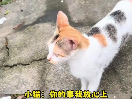 猫咪：你的事我放心上，你把我放网上    cr