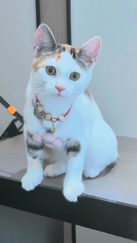 喵星人外出10天不见踪影，回来性情大变，原本淘气拆家的性子，回来当天上蹿下跳喵喵叫个不停，后来就变得