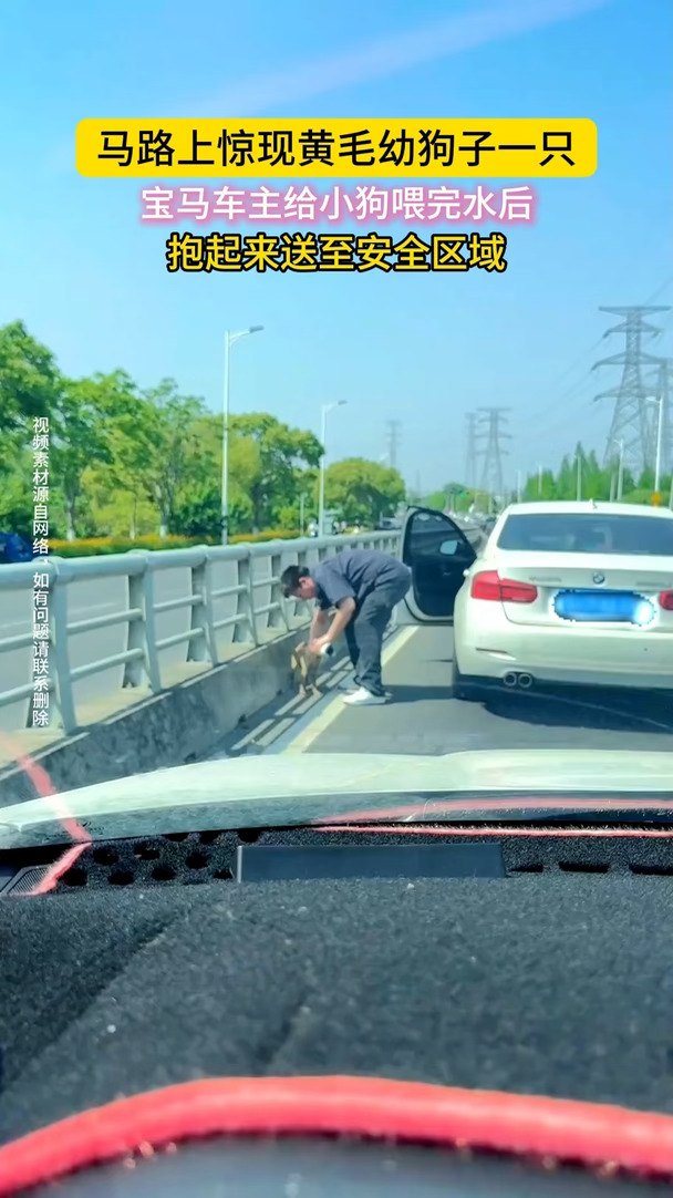 一只小狗窜到路上又惊又怕，车主停下抱起小狗放到了路边安全区，网友：活该他开宝马！#弘扬正能量  #好