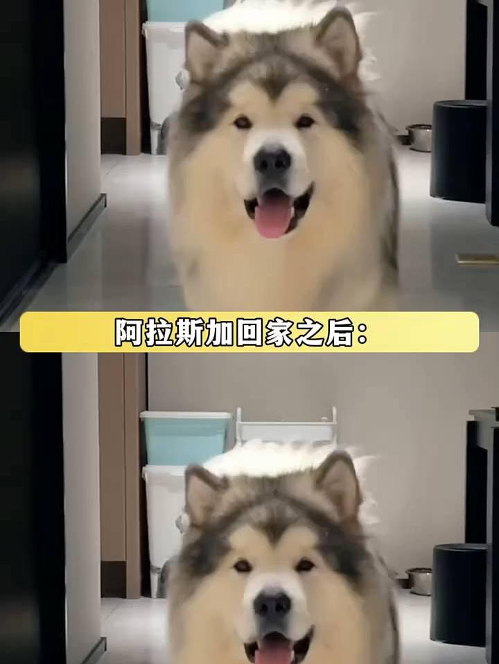 阿拉斯加狗生之年终于遇到个懂它的人了