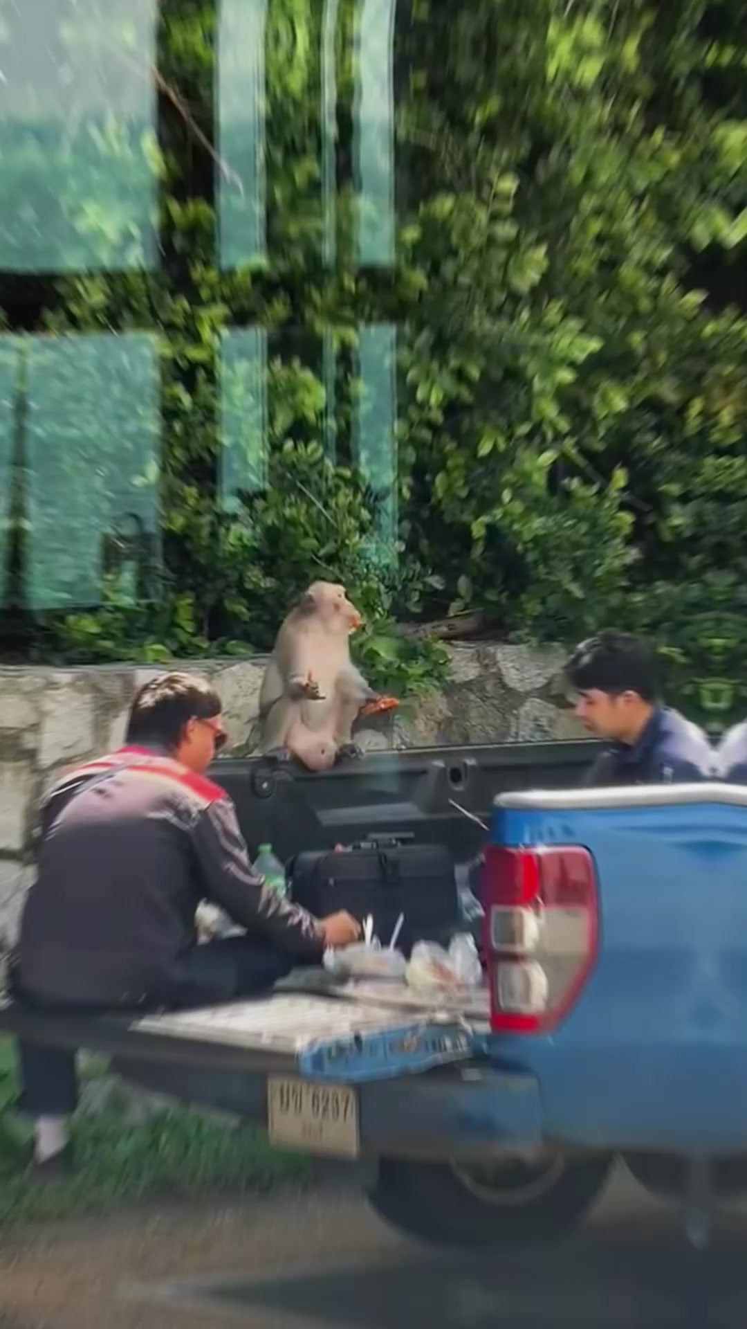 男子在皮卡车上吃饭，半路来只猴子旁观，泰国小猴看着还挺有礼貌