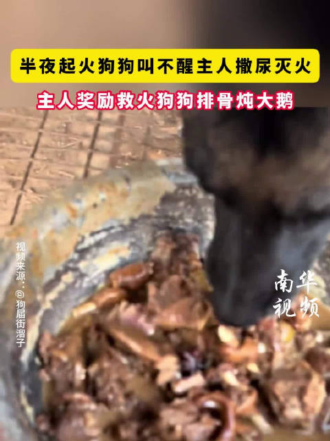 #半夜起火狗狗叫不醒主人撒尿灭火##主人奖励救火狗狗排骨炖大鹅#9月25日，河北一户人家半夜上演了“