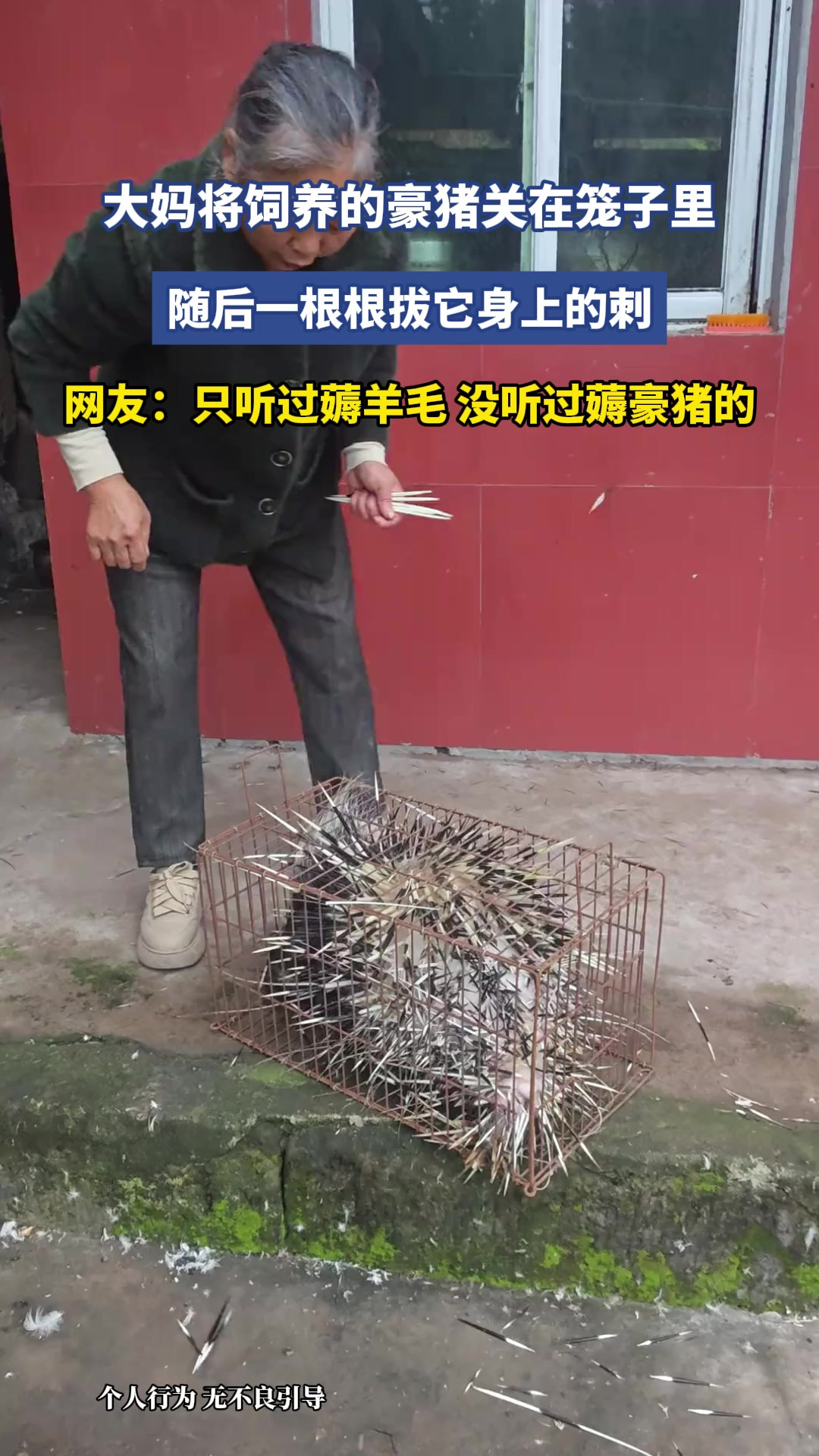 大妈将饲养的豪猪关在笼子里，随后一根根拔它身上的刺，网友：只听过薅羊毛，没听过薅豪猪的
