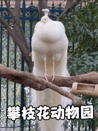 攀枝花动物园成了养猪示范基地，里面的动物个个膘肥体壮