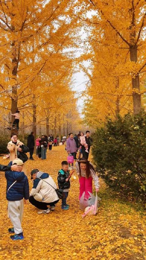#大眼去旅行[超话]#  期待潍坊银杏园再次开放   ​​​