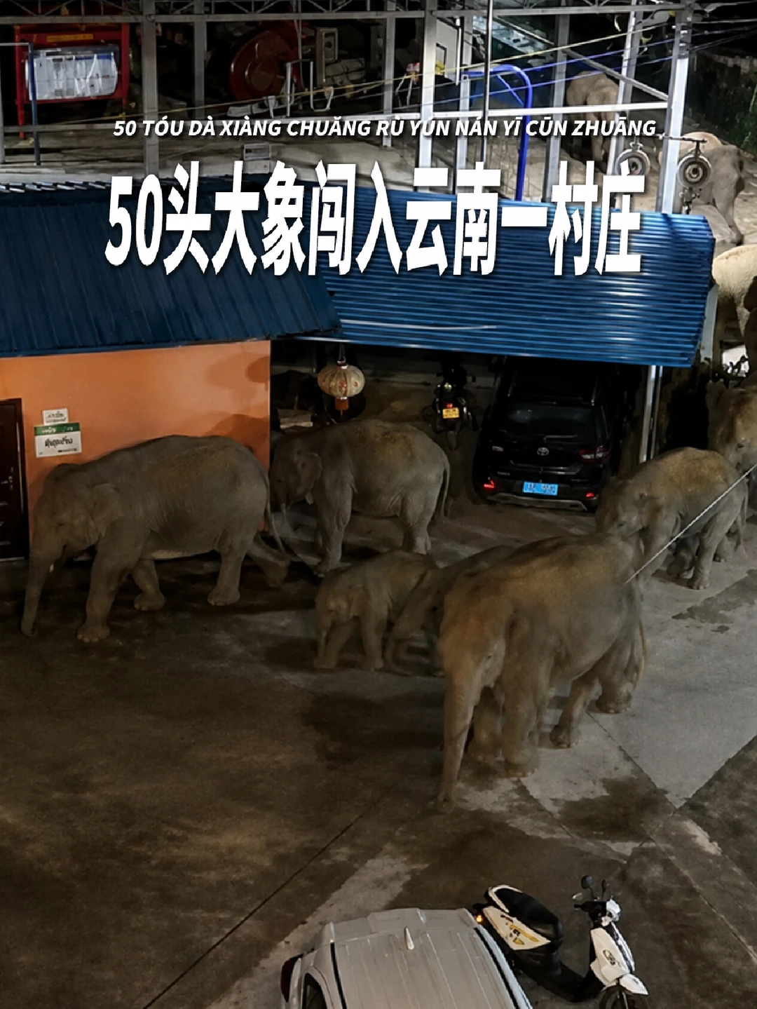50头大象闯入云南一村庄