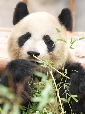 🐼大熊猫干饭大揭秘｜为啥整天不停炫竹子？