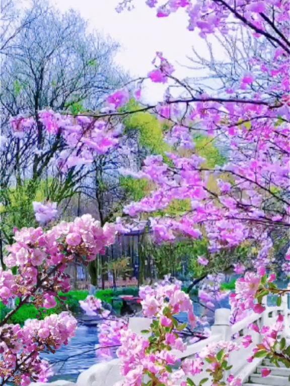 粉花漫过石桥，这春景看得人整个人都软乎乎🌸
