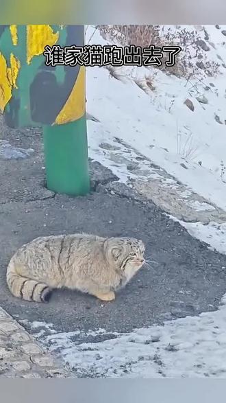 谁家的猫跑出去了