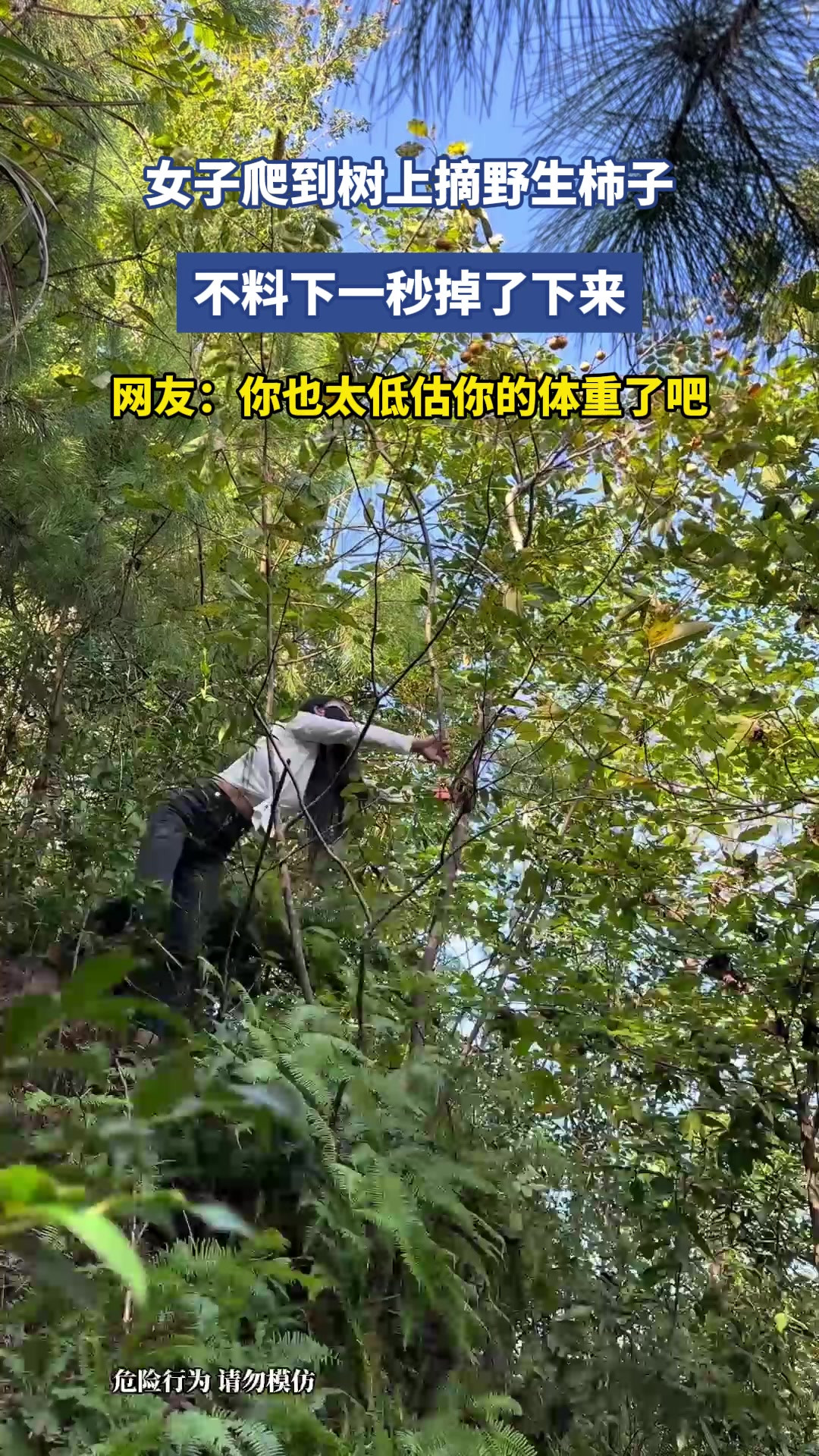 女子爬到树上摘野生柿子，不料下一秒掉了下来，网友：你也太低估你的体重了吧