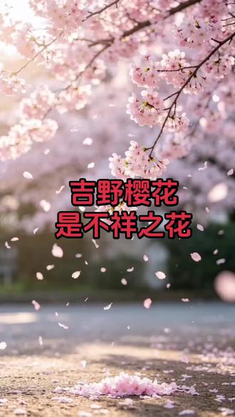 吉野樱花是不祥之花 直白说就是： 在咱们民间的忌讳和寓意上，吉野樱确实被很多人看作是很不吉利的花，你
