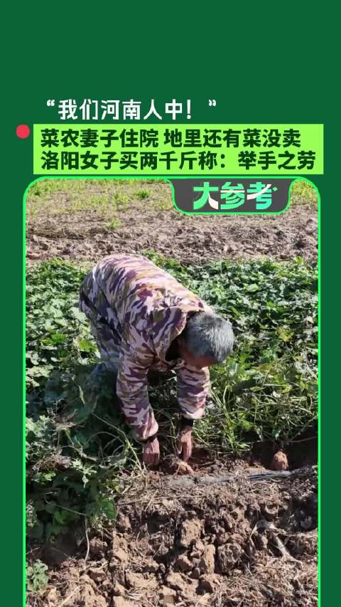 【#洛阳女子买2000斤红薯帮菜农#】河南周口62岁菜农刘凤林的妻子意外摔伤住院，但地里的菜还没卖完
