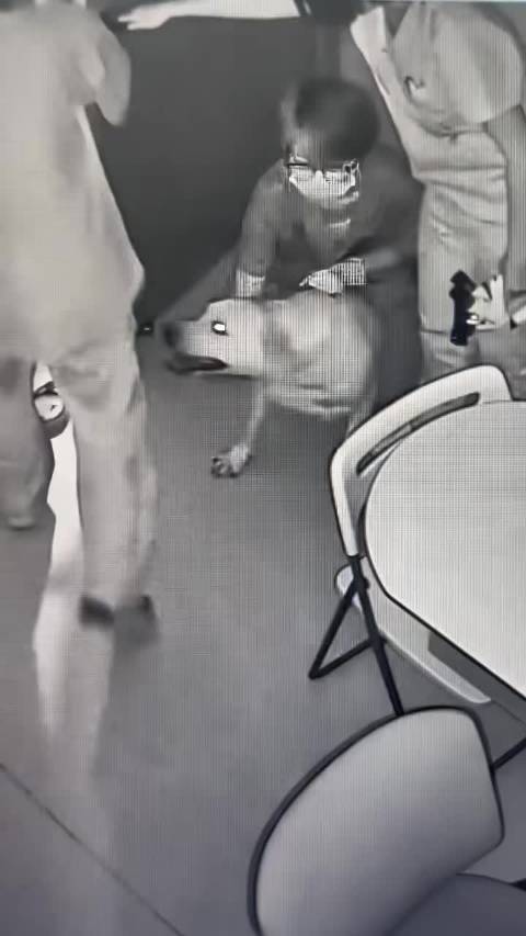 只看到一个绝望的人妄图摁住一头倔驴[允悲]  ​​​