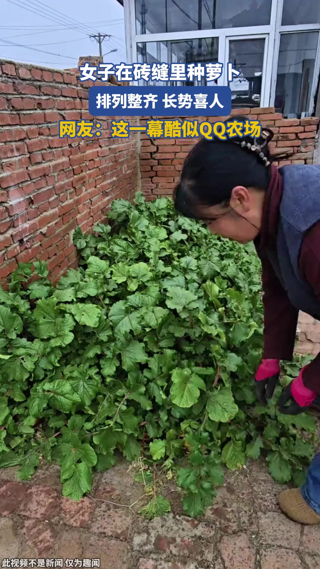 女子在砖缝里种萝卜，排列整齐，长势喜人，网友：这一幕酷似QQ农场
