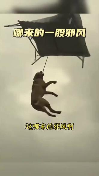 我不是哮天犬我不去天宫