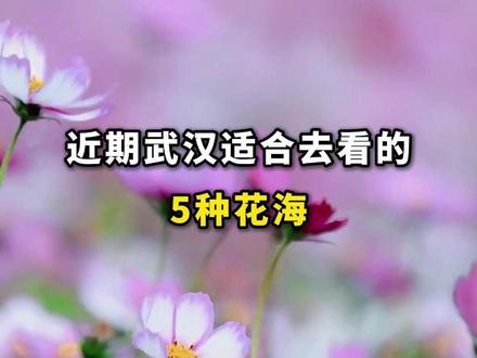近期武汉必看的5种花海，粉黛/硫华菊/菊花，等雨停，直接冲→