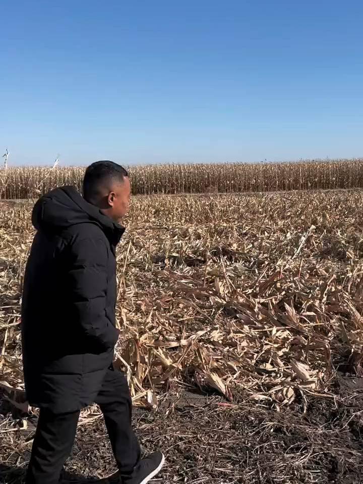 刘辉下地撞见拾苞米的，叮嘱拾棒子的躲开，别被车碰到❗