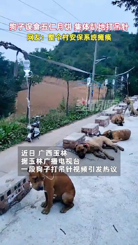 #一排土狗躺纸板输液又惨又好笑#狗子误食五仁月饼，集体趴地打吊针