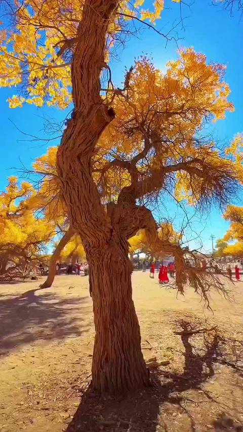 吾爱读书[超话]寻美中国微博旅行家 大漠狂沙深处，孤烟落日斜阳。千年傲骨立苍茫，阅尽人间沧桑