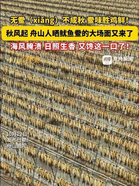 #舟山人晒鱿鱼鲞的大场面又来了#秋风一吹，舟山人的“晒鲞大戏”准时开演