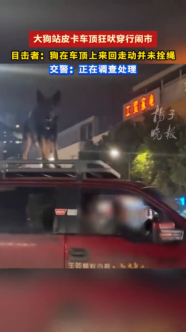 湖北荆州一大狗站皮卡车顶狂吠穿行闹市！