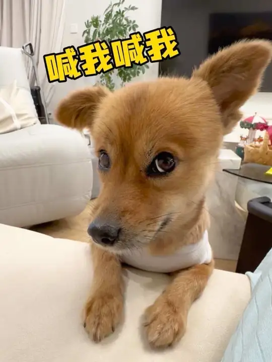 千万别小看小狗，它时时刻刻都在蹲机会