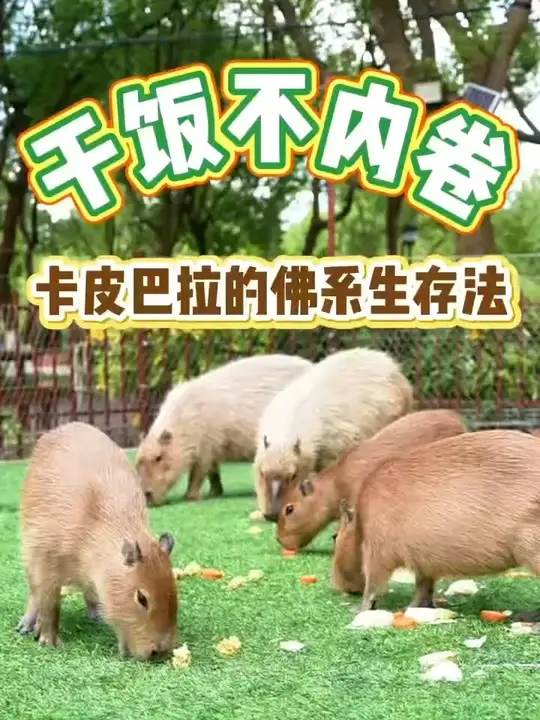 动物界社交天花板，情绪稳定的松弛大师。