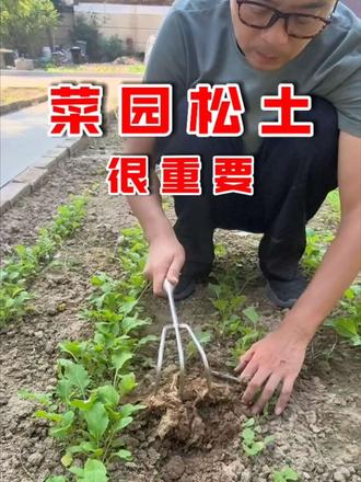 菜园划锄松土很重要 菜园划锄松土很重要