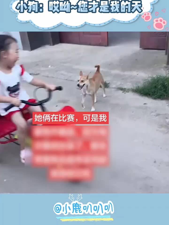 小狗：您才是我的天