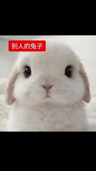 赵丽颖