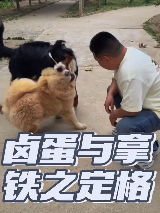 伯恩山拿铁与松狮卤蛋的小美好瞬间它来了，太酷了这一刻