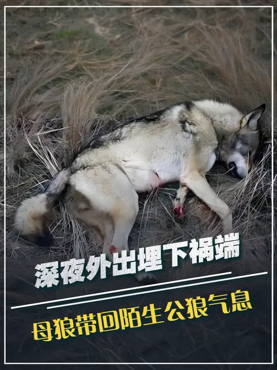 深夜外出埋下祸端，母狼带回陌生公狼气息，狼王鼻子识破这场秘密
