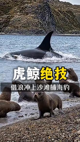 虎鲸捕猎神技 借浪冲上沙滩捕海豹