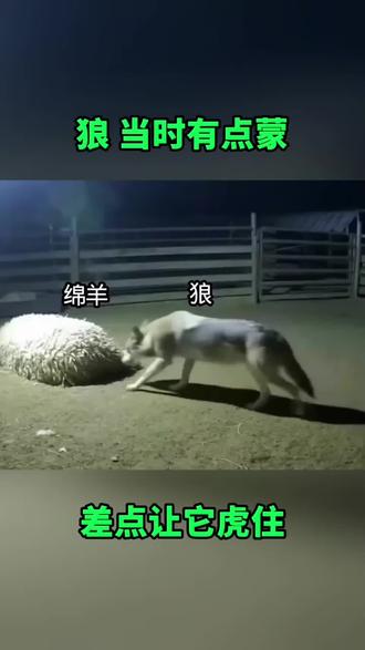披着羊皮的狗