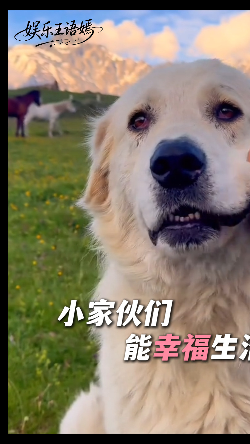 小家伙们能幸福的过完一生