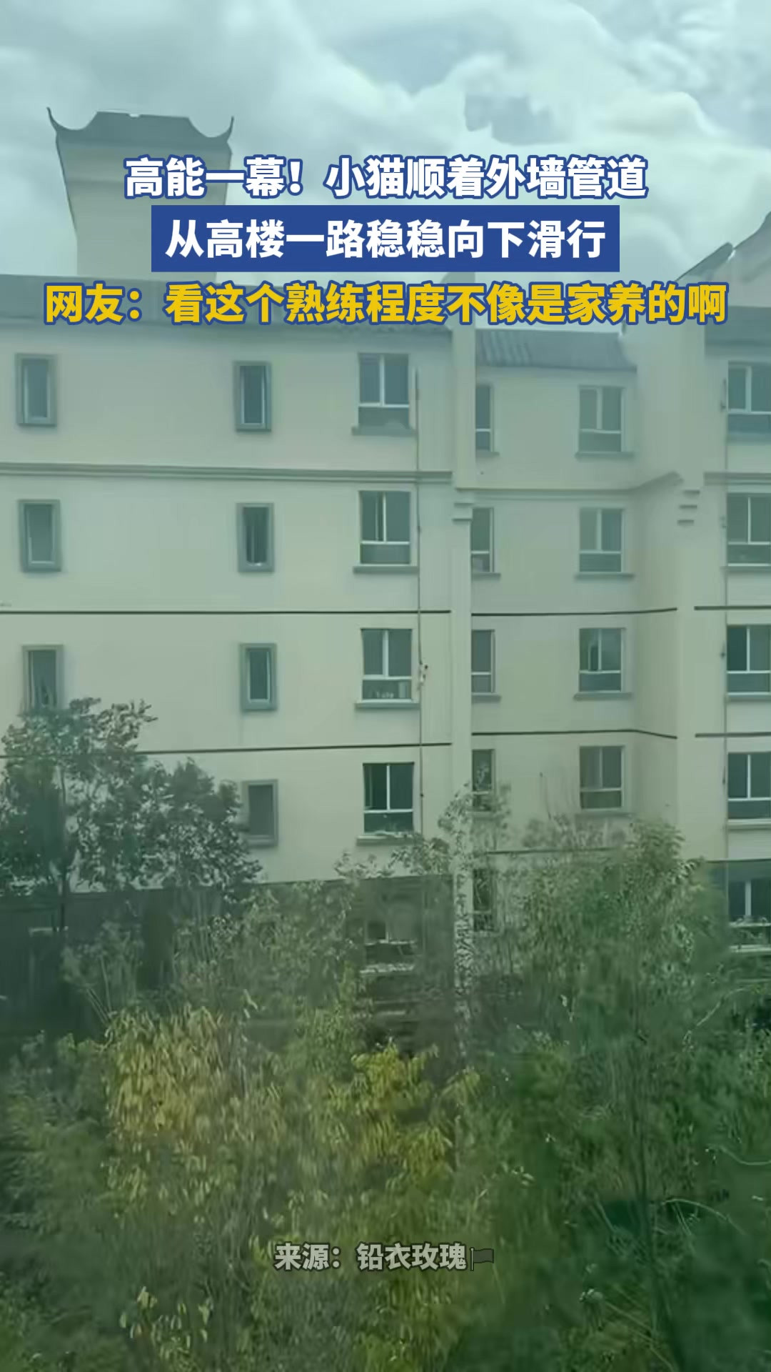 高能一幕！小猫顺着外墙管道，从高楼一路稳稳向下滑行