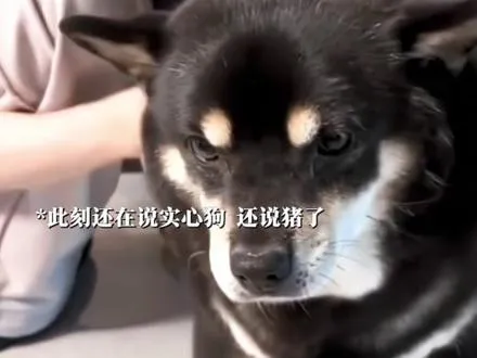 斤：爸 你啥意思