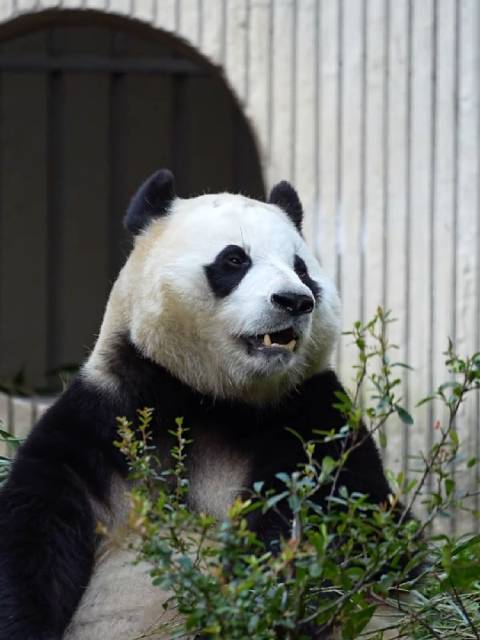 福宝睡醒没吃到竹笋特别特别生气  ​​​