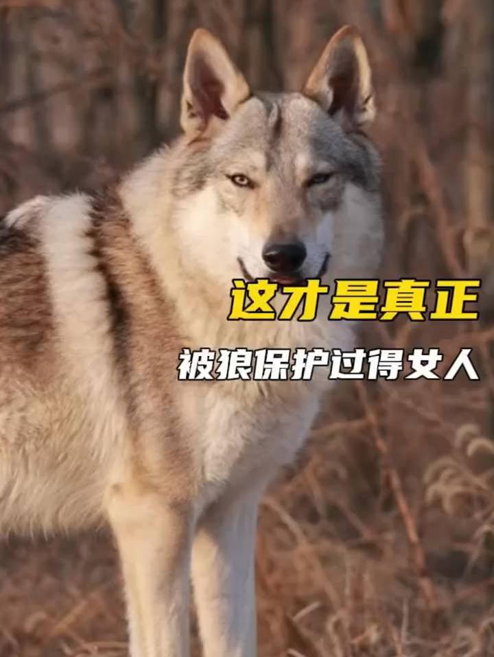 这真的是在狗脸上能看到的表情吗(CR:虫和她的保镖们）