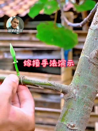 嫁接手法演示 果树嫁接技术学习记录，嫁接手法分步演示，实用园艺小技术