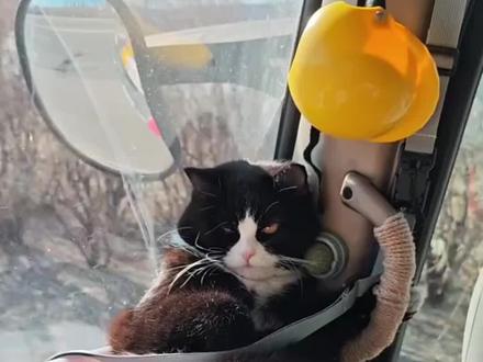跑货运的猫咪“饺子”不仅有工资和医保，还有自己的专属工位