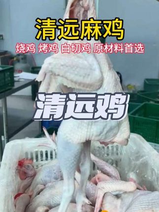 正宗清远鸡 每日新鲜现杀，清远麻鸡做烧鸡、烤鸡、白切鸡、手撕鸡等等美食首选