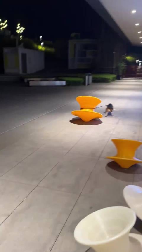 #比格犬舍直播老板按都按不住#比格的精力可不会和你开玩笑[doge]