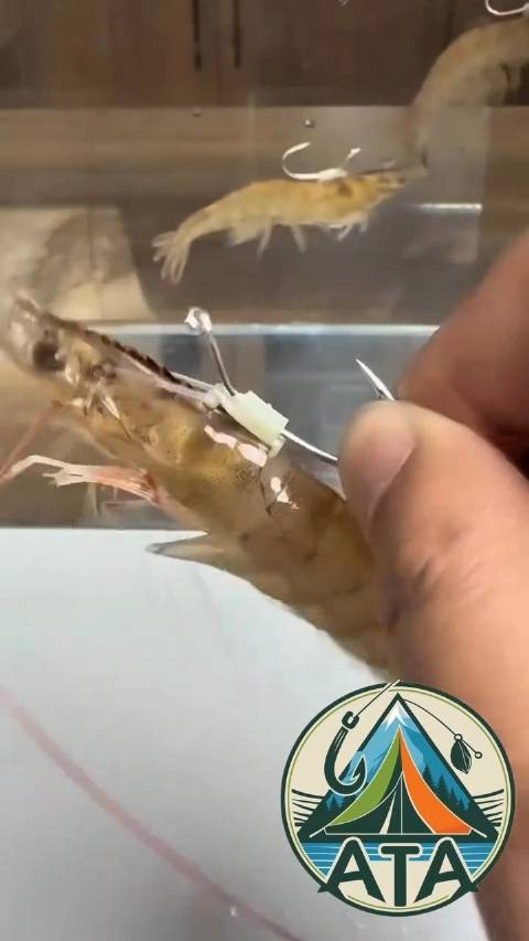 活虾鱼饵快装鱼钩[汗]#钓鱼[超话]##钓鱼佬##鱼饵##鱼钩#  ​​​