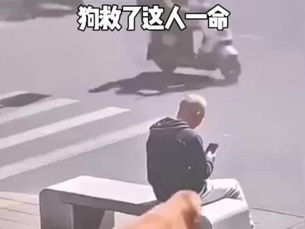 狗狗也是不简单