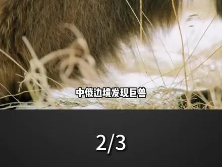 中俄边境发现巨兽，体重 1600 斤，竟是东北虎天敌？