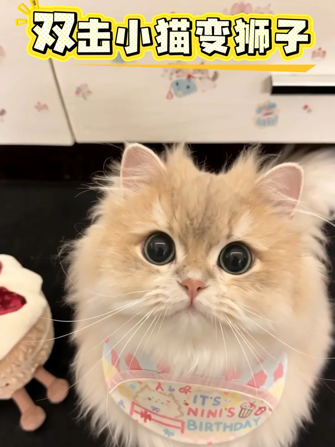 双击猫咪真的能变狮子欸～