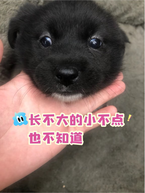 无敌可爱的小黑