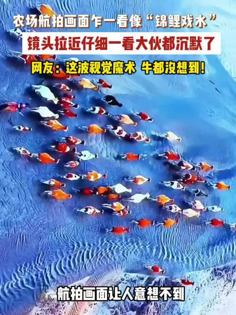【#雪地各色牛群远看宛如锦鲤戏水】